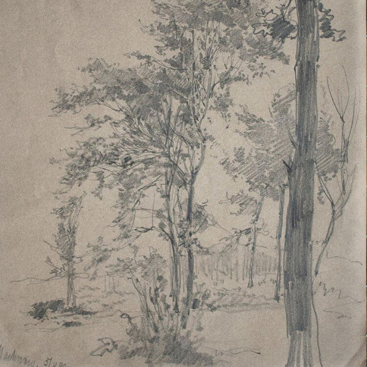 unbekannt - Baumstudie - 1893 - Bleistift