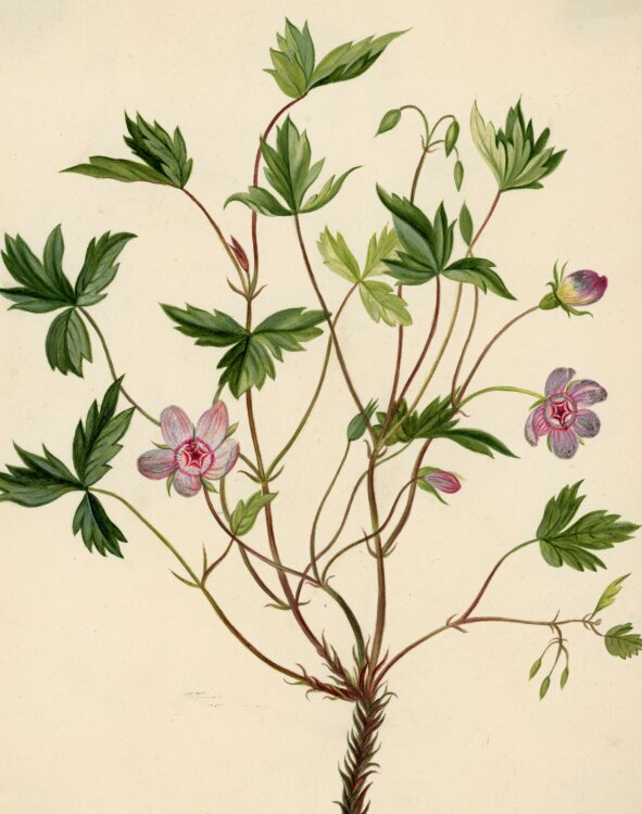 Unbekannt - Storchschnabel (Geranium) - Aquarell - um 1820