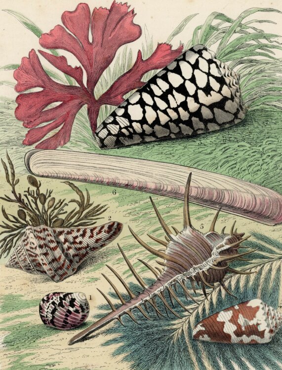 Unbekannt - Conchologie - Farblithografie - 1859