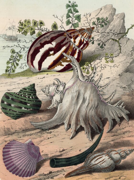 Unbekannt - Conchylien - Farblithografie - 1858