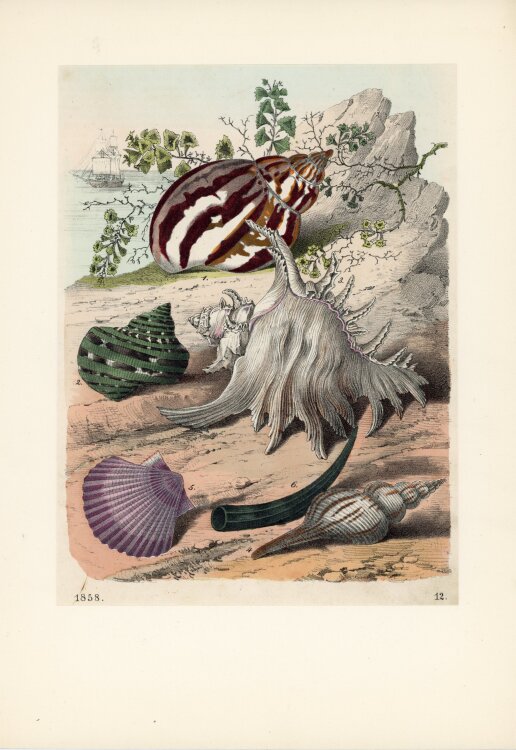 Unbekannt - Conchylien - Farblithografie - 1858