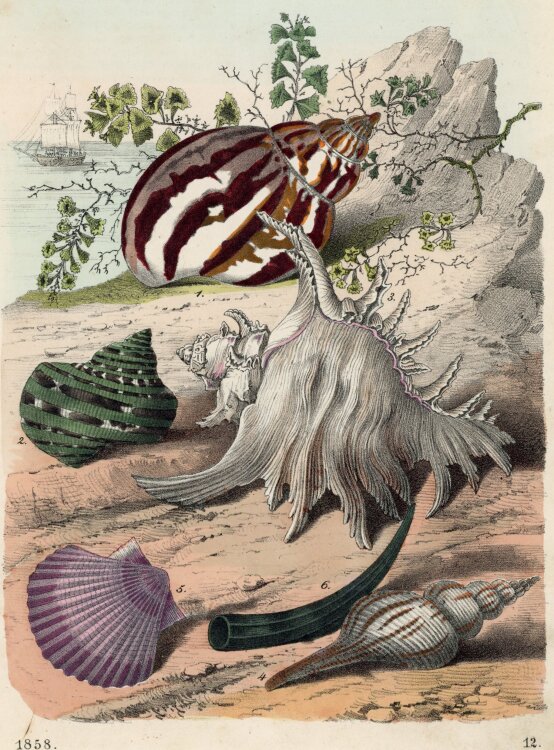 Unbekannt - Conchylien - Farblithografie - 1858