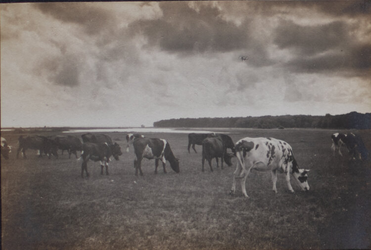 v. Hamm - Ansicht Weide mit Kühen und Wolken bei...