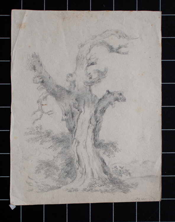 Monogrammist ZR - Studie eines morbiden Baumes - 1845 - Bleistift