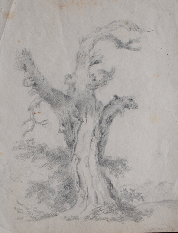 Monogrammist ZR - Studie eines morbiden Baumes - 1845 - Bleistift