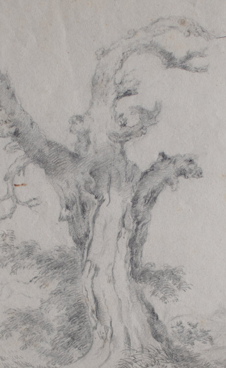 Monogrammist ZR - Studie eines morbiden Baumes - 1845 - Bleistift
