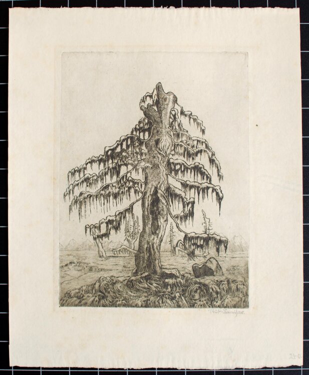 Rudolf Cammisar - Nr 84 Blätterstamm - Anfang 1900 -...