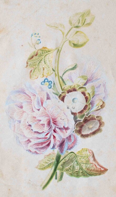 unleserlich signiert - Blumenschmuck, Rose Gallica - 1837 - Farbstift Zeichnung
