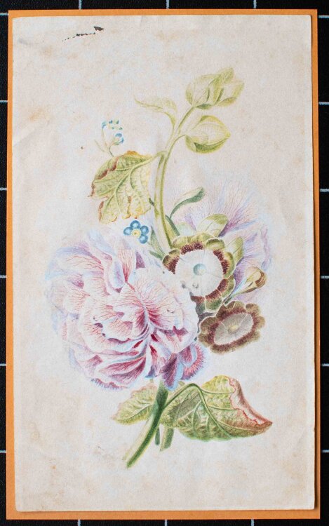 unleserlich signiert - Blumenschmuck, Rose Gallica - 1837 - Farbstift Zeichnung