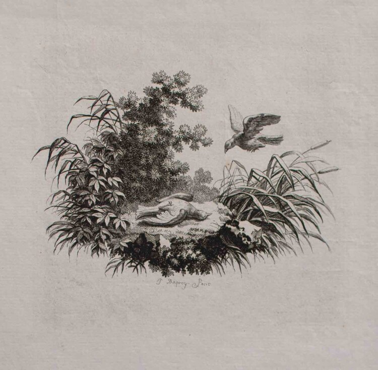 Pierre Charles Baquoy - Vögel - o.J. - Radierung