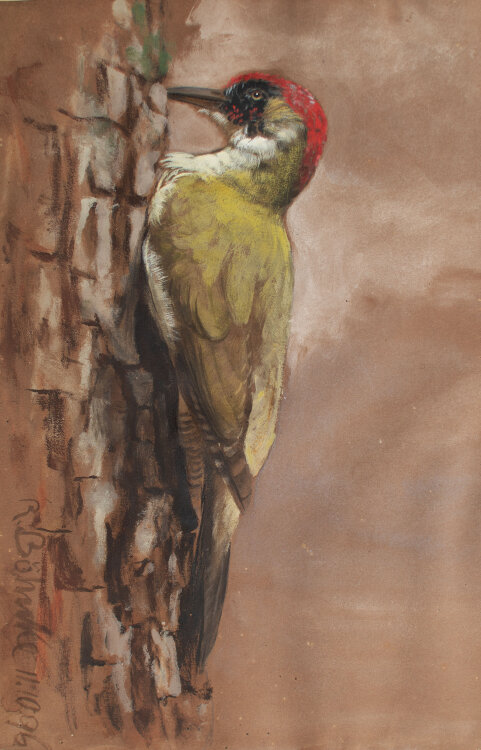 Richard Böhnke - Grünspecht - 1898 - Aquarell
