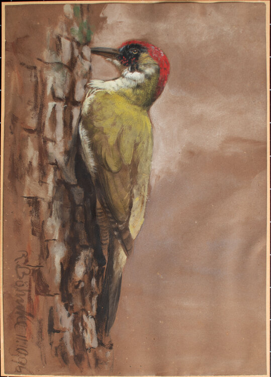 Richard Böhnke - Grünspecht - 1898 - Aquarell