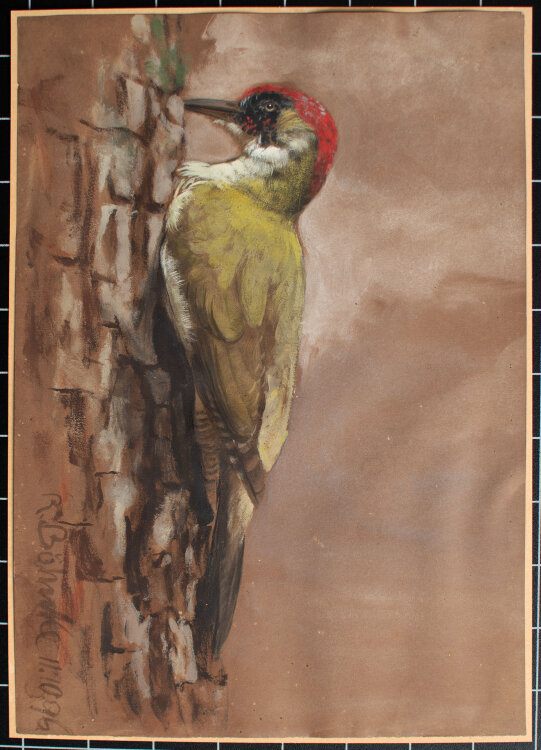Richard Böhnke - Grünspecht - 1898 - Aquarell