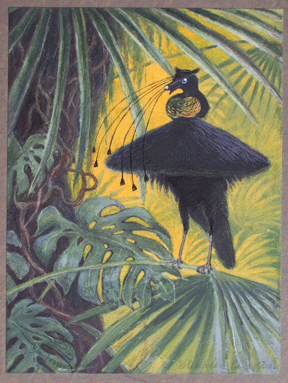 Carl Zander - Strahlenparadiesvogel - 1931 - Aquarell