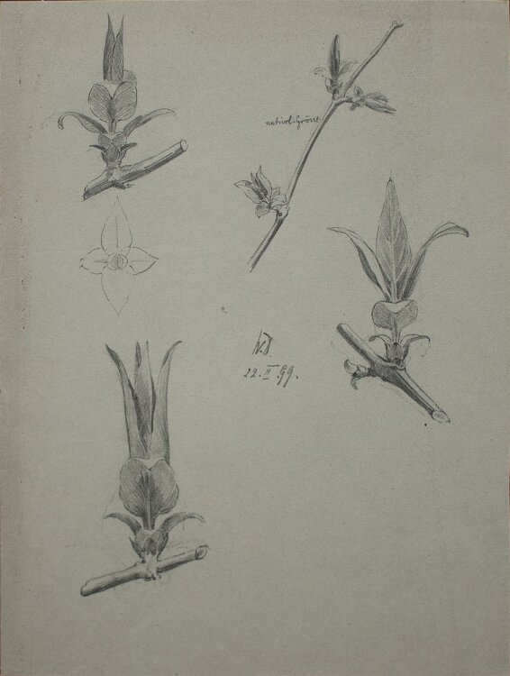 Wilhelm Danz - o. T. (Pflanzenstudie) - Bleistiftzeichnung - 1901