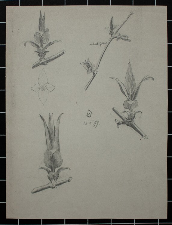 Wilhelm Danz - o. T. (Pflanzenstudie) - Bleistiftzeichnung - 1901