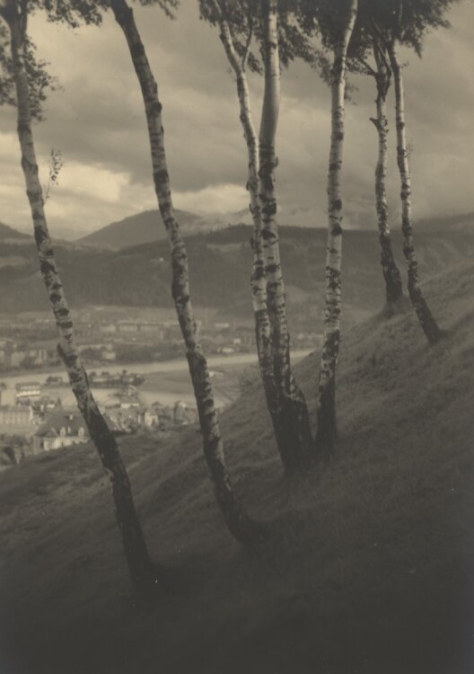 Adalbert Defner - Birken am Gebirgshang - o.J. - Fotografie
