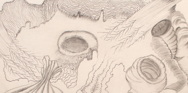Michael Kutzner - Ammoniten - o.J. - Zeichnung,...