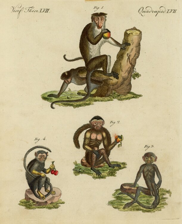 unbekannt - Affenarten - o.J. - Kolorierter Kupferstich