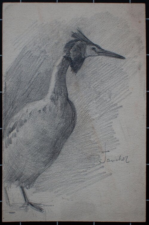 Albert Leusch - Taucher (Vogel) - Bleistiftzeichnung - o. J.