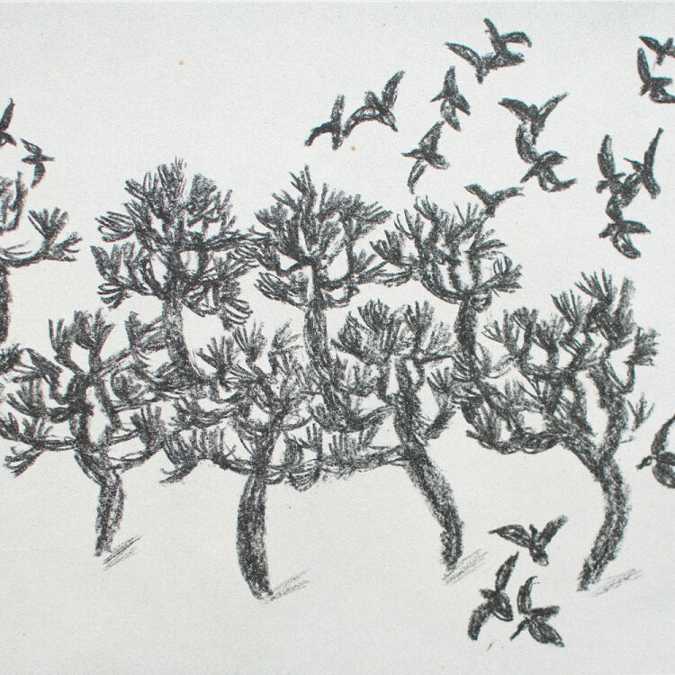 Mym - Vögel fliegen - 1964 - Lithografie
