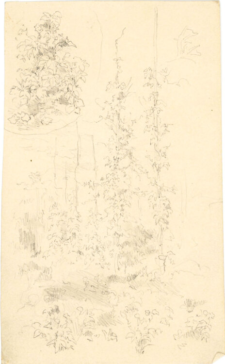 Georg Schmidt - Strauchwerk - o.J. - Zeichnung