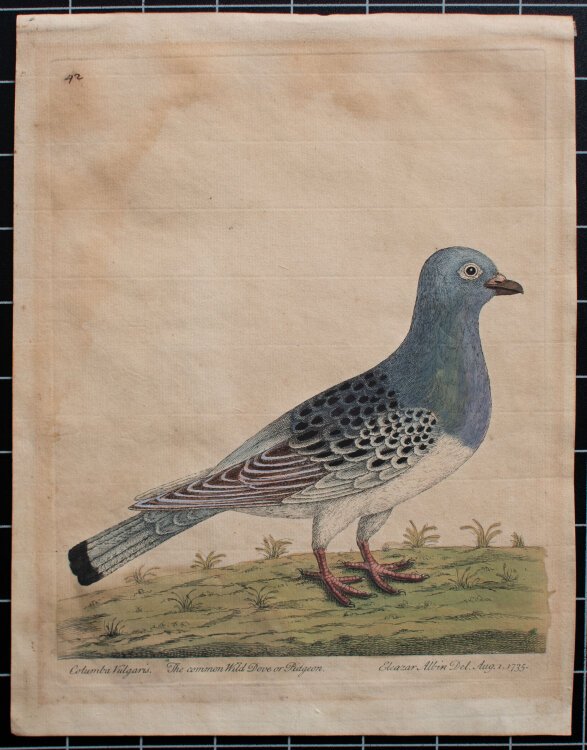 Eleazar Albin - Wildtaube/ Columba vulgaris - 1735 -...