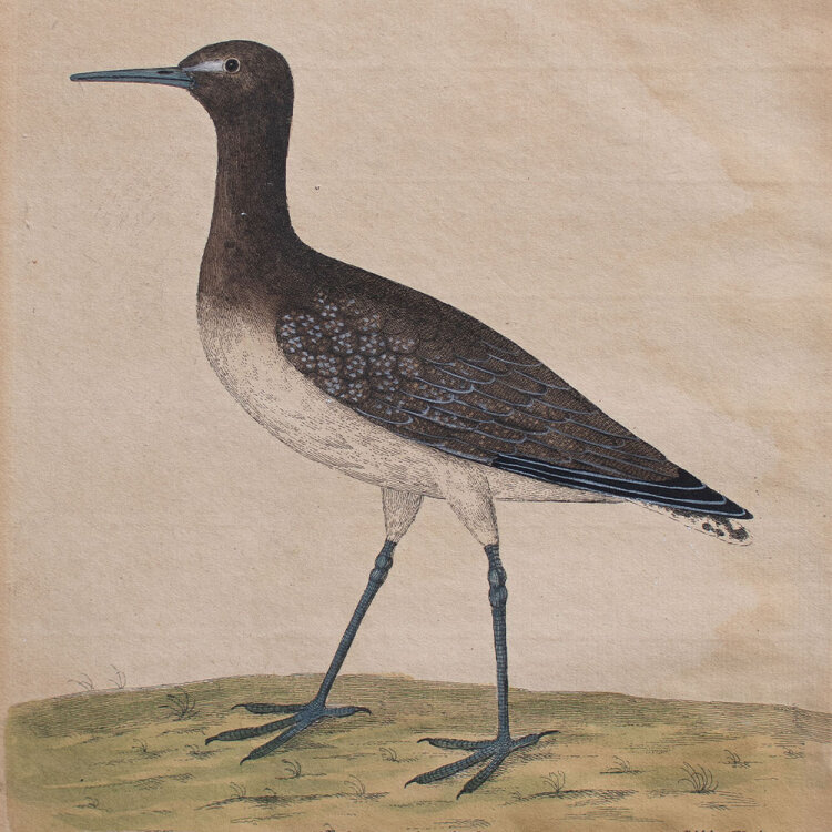 Eleazar Albin - Schnepfenvogel - 1737 - colorierter Kupferstich