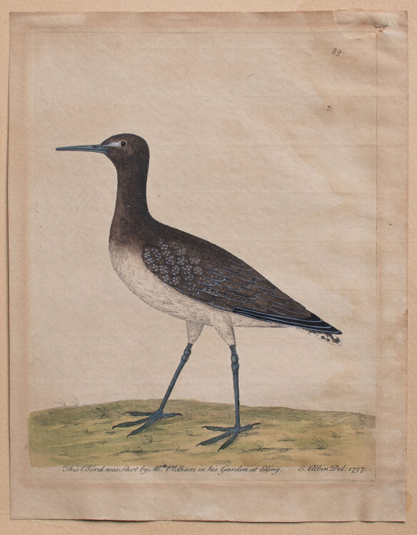 Eleazar Albin - Schnepfenvogel - 1737 - colorierter Kupferstich