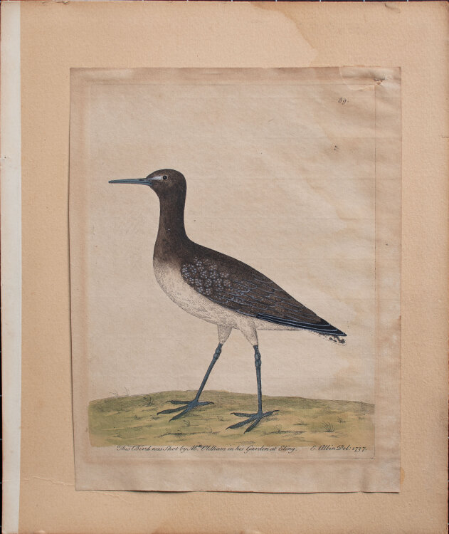 Eleazar Albin - Schnepfenvogel - 1737 - colorierter Kupferstich