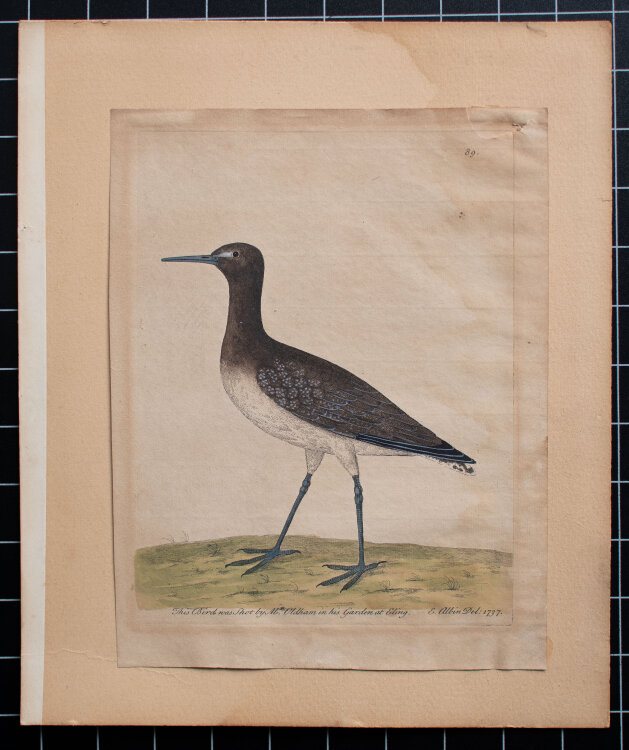 Eleazar Albin - Schnepfenvogel - 1737 - colorierter...