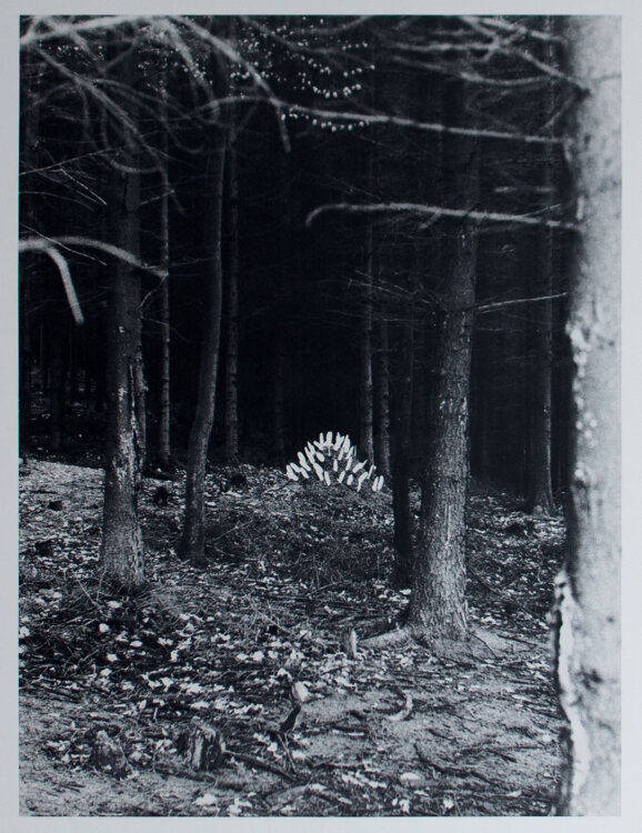 Lothar Baumgarten - Eiche, 1969 - 1978 - Offsetdruck
