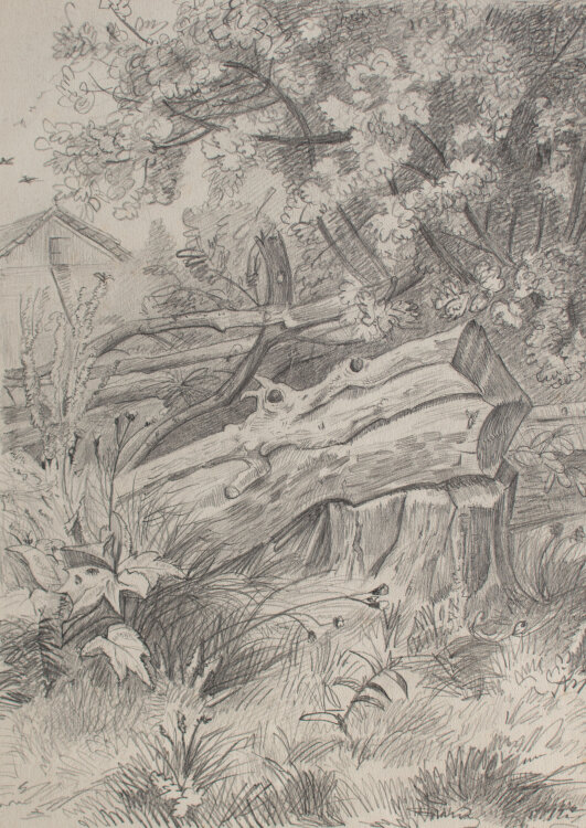 Nevina Radakovic - Wilder Garten - o.J. - Bleistift