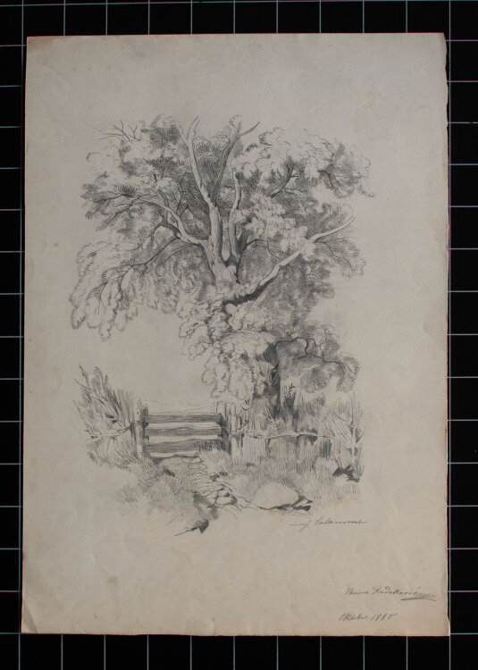 Nevina Radakovic - Baumstudie mit Gatter - 1880 - Bleistift