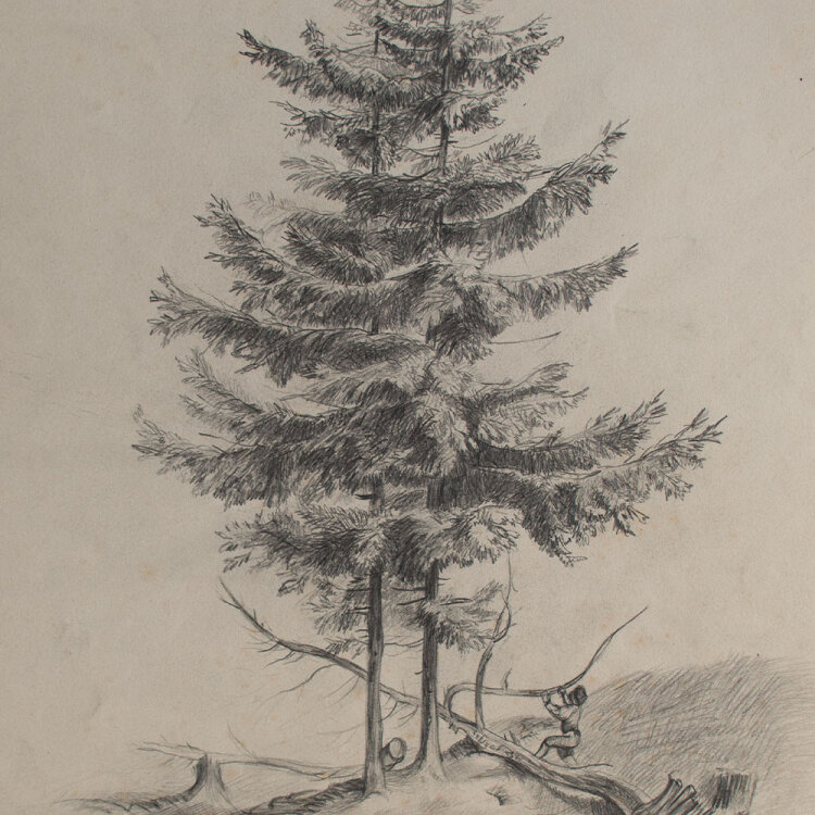 Nevina Radaković - Zwei Nadelbaumstudien - 1879 - Bleistift