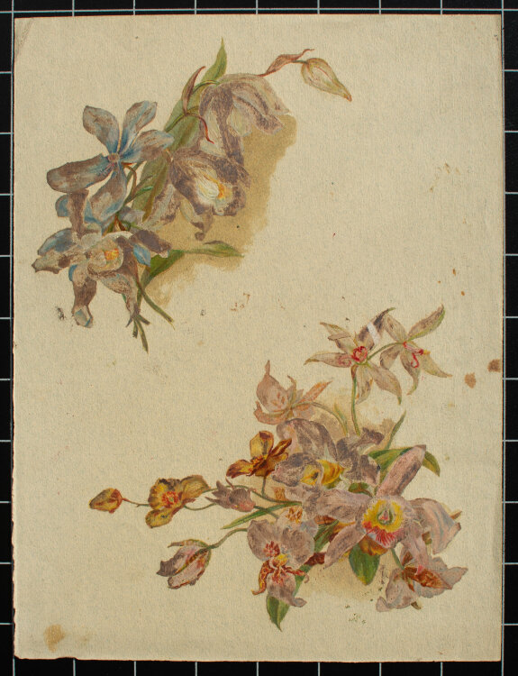 Józef Teofil Smolinski - Orchideenblüten - o.J. - Gouache, eiweißgehöht, auf getöntem Papier