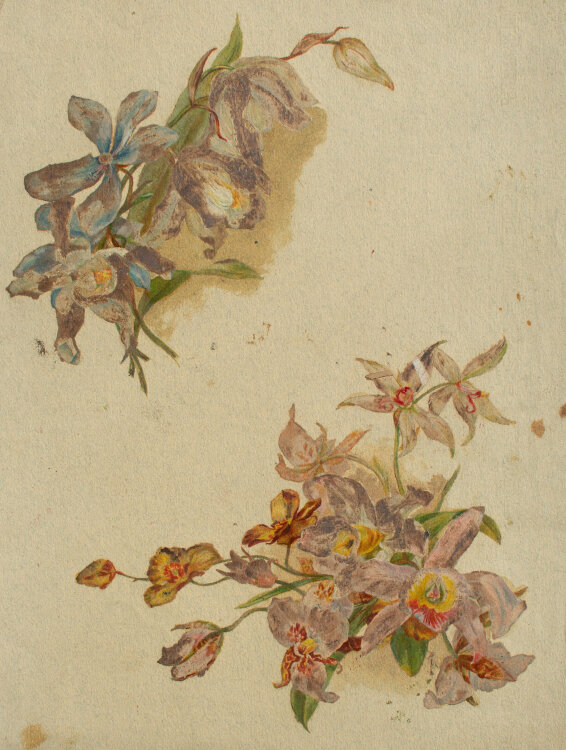 Józef Teofil Smolinski - Orchideenblüten - o.J. - Gouache, eiweißgehöht, auf getöntem Papier