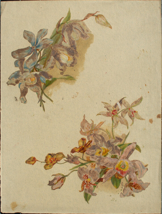 Józef Teofil Smolinski - Orchideenblüten - o.J. - Gouache, eiweißgehöht, auf getöntem Papier