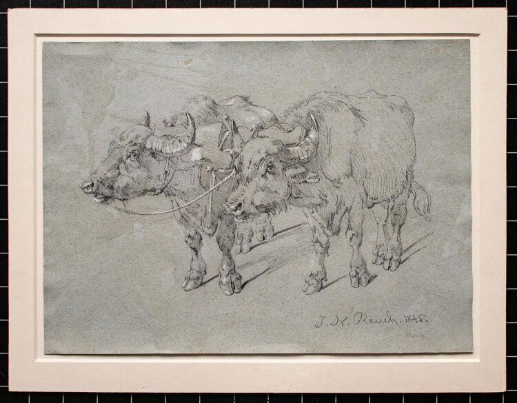 Johann Nepomuk Rauch - Ochsengespann - 1845 - Bleistift auf Papier im Passepartout