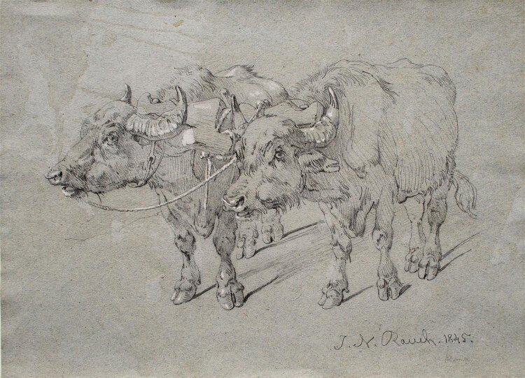 Johann Nepomuk Rauch - Ochsengespann - 1845 - Bleistift auf Papier im Passepartout