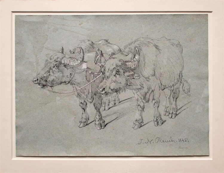 Johann Nepomuk Rauch - Ochsengespann - 1845 - Bleistift auf Papier im Passepartout