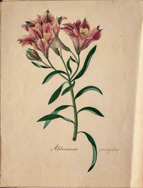 Johann Nepomuk Mayrhofer - Blumenstudie Alstromeria...