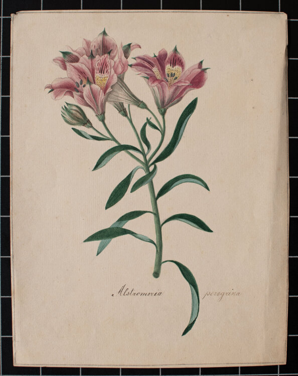 Johann Nepomuk Mayrhofer - Alstro[e]meria pelegrina -...