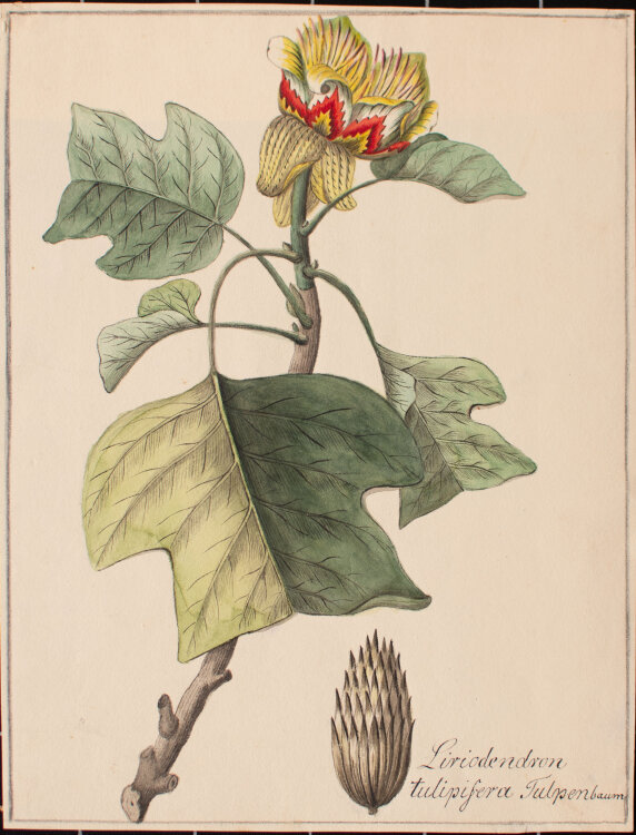 Johann Nepomuk Mayrhofer - Liriodendron tulipifera (Tulpenbaum) - undatiert - Aquarell und Tusche auf Büttenpapier