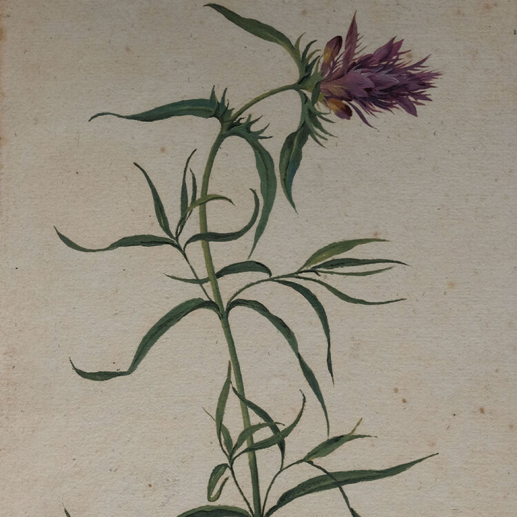 Johann Nepomuk Mayrhofer - Molampyzum awense - undatiert - Aquarell und Tusche auf Büttenpapier
