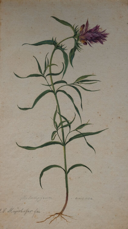 Johann Nepomuk Mayrhofer - Molampyzum awense - undatiert - Aquarell und Tusche auf Büttenpapier