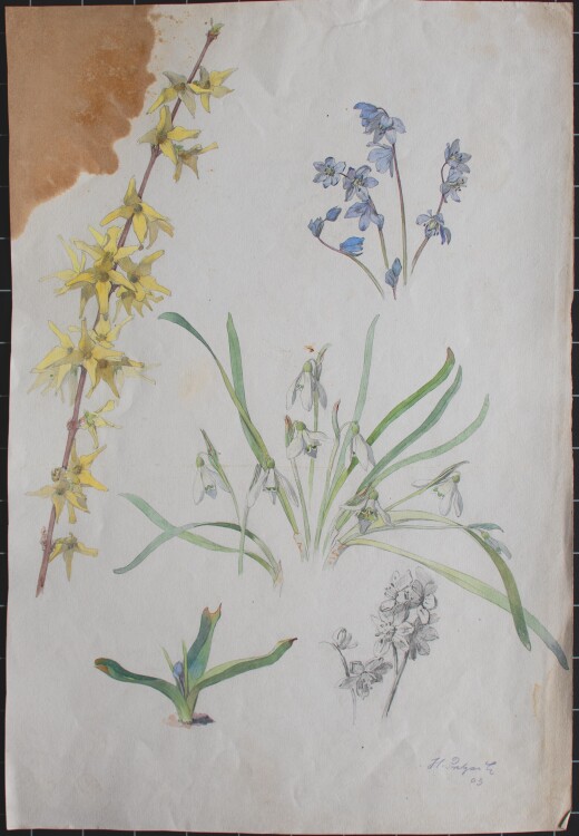 Hans Pretzsch - Frühblüher - 1903 - Aquarell auf Büttenpapier