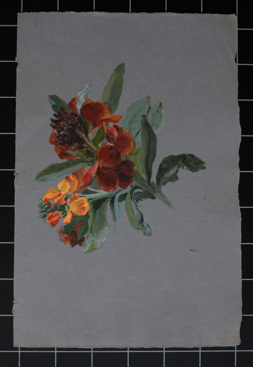 unbekannt - Löwenmäulchen - ohne Jahr - Aquarell auf farbigem Büttenpapier
