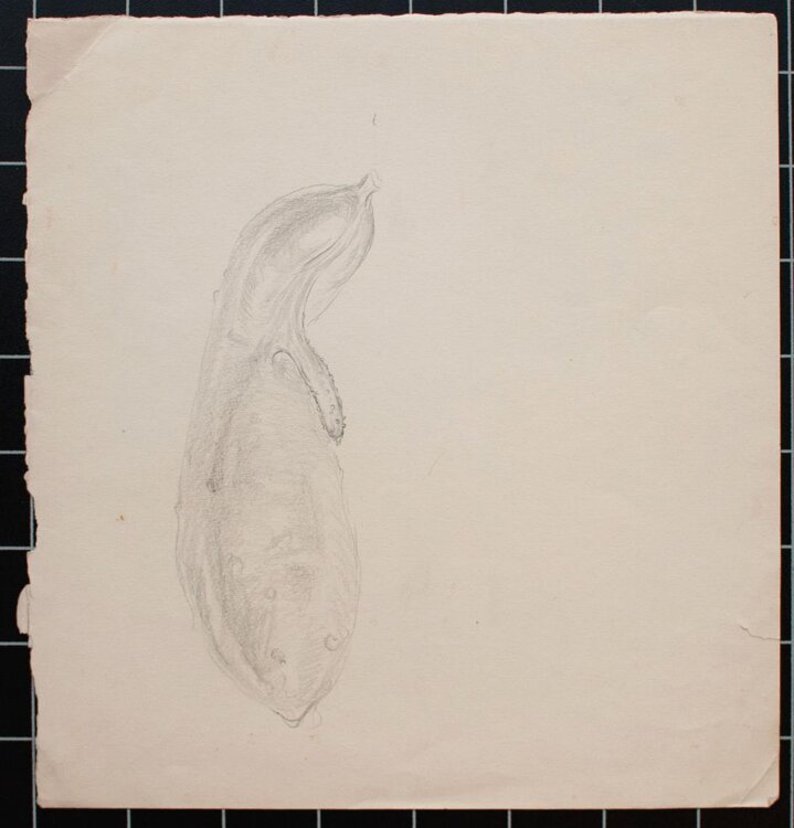 Bruno Héroux - Gurke, Aubergine - o.J. - Bleistift