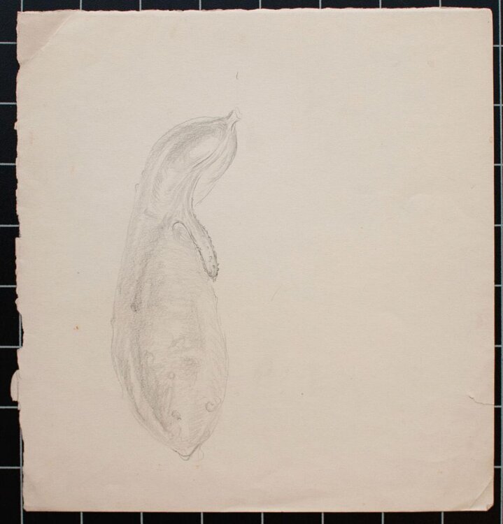 Bruno Héroux - Gurke, Aubergine - o.J. - Bleistift
